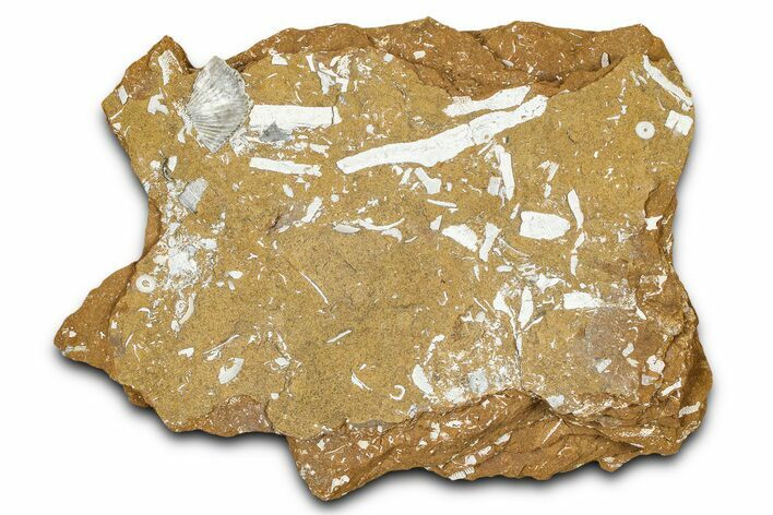 Ordovician Kukersite Oil Shale with Bryozoan Fossils - Russia #368952